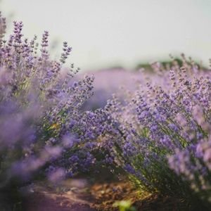 lavender plants | Lisa Munoz | Laura Rowe | The Vital Spirit