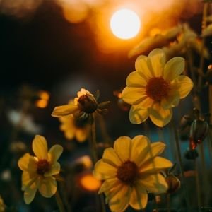 M G Testimonial | yellow flowers with the setting sun behind them | Laura Rowe | The Vital Spirit