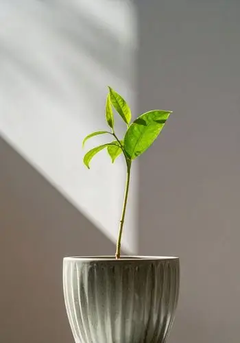 The Flow | Rooted Enough to Rise | The Vital Spirit | Laura Rowe